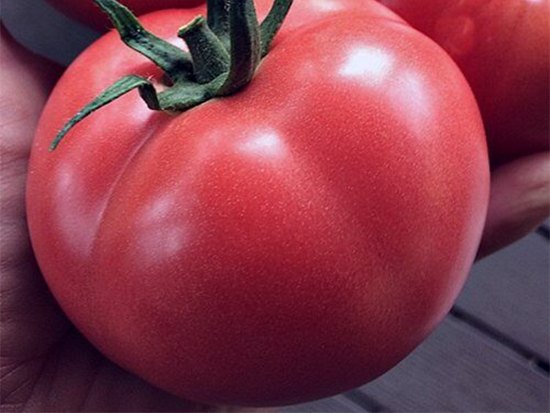 Paradajz Mamston f1 500s syngenta