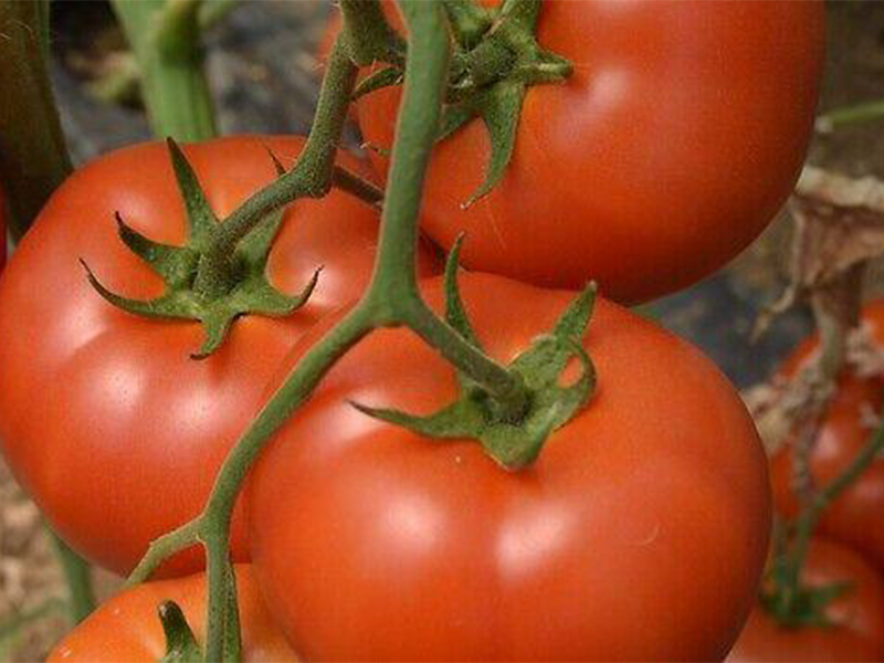 Paradajz Marifet f1 500s syngenta