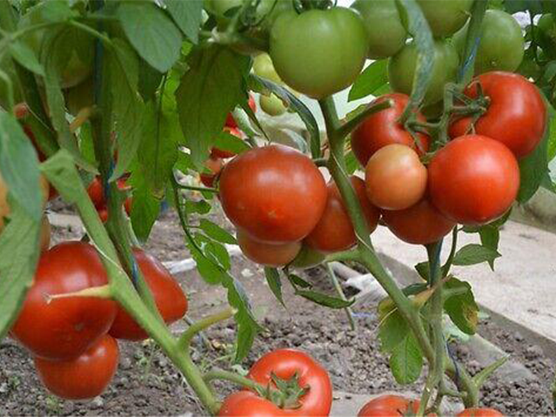 Paradajz Qualitet f1 500s syngenta