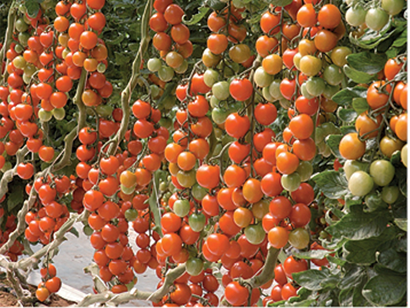 Paradajz Tyty f1 500s syngenta