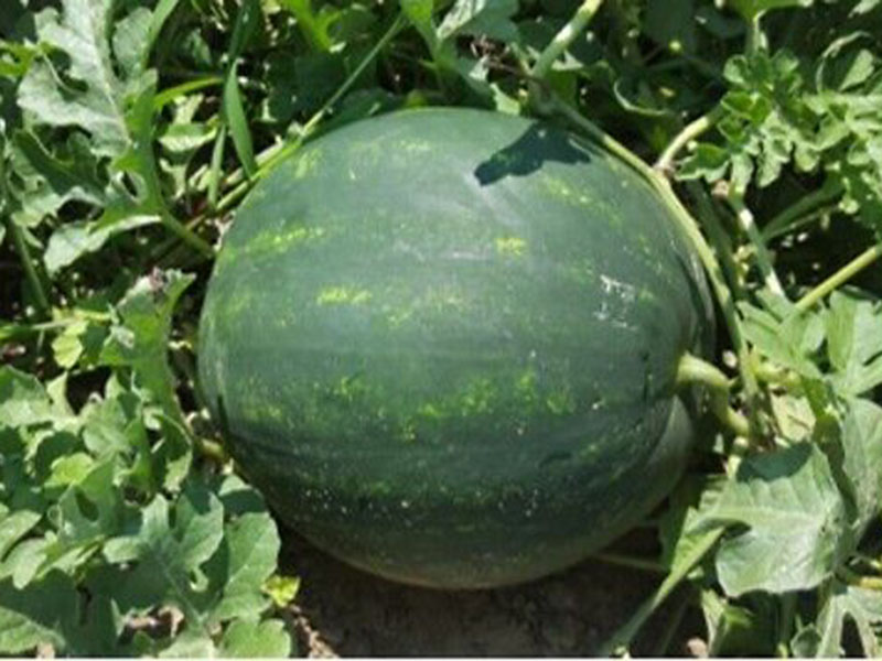 Lubenica Mirza F1 - rana - Slika 1