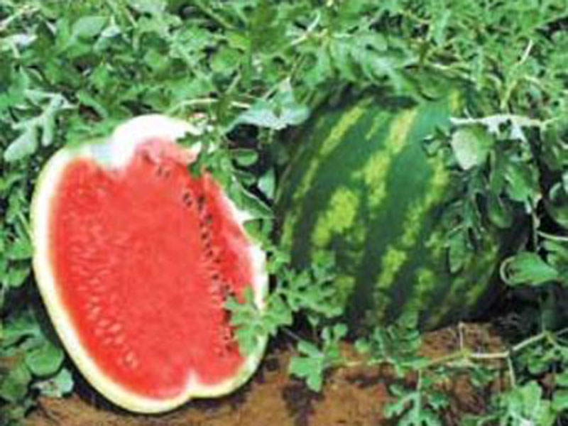 Lubenica Top Gun F1 - Slika 1