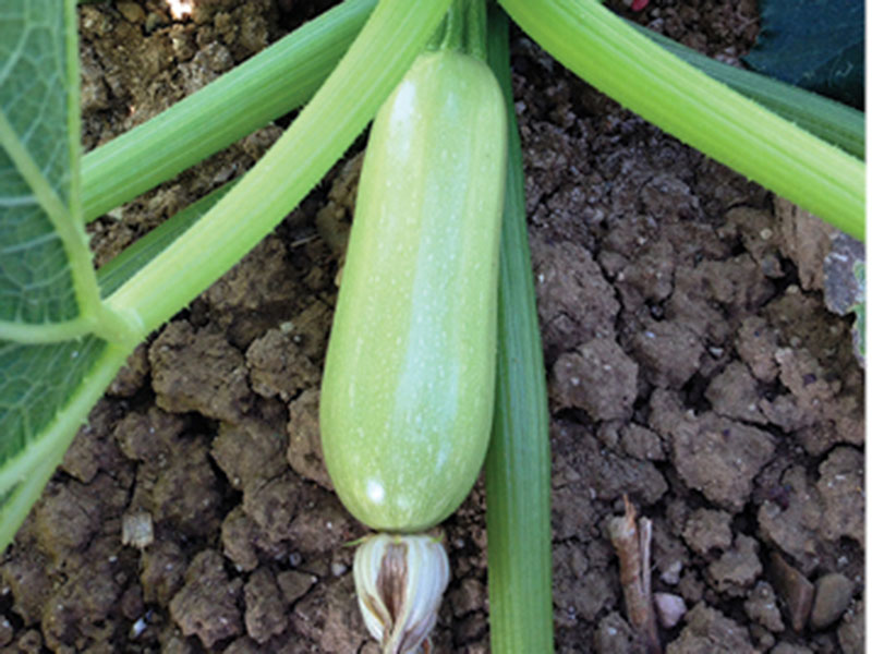 Tikvica Angelina f1 500s syngenta