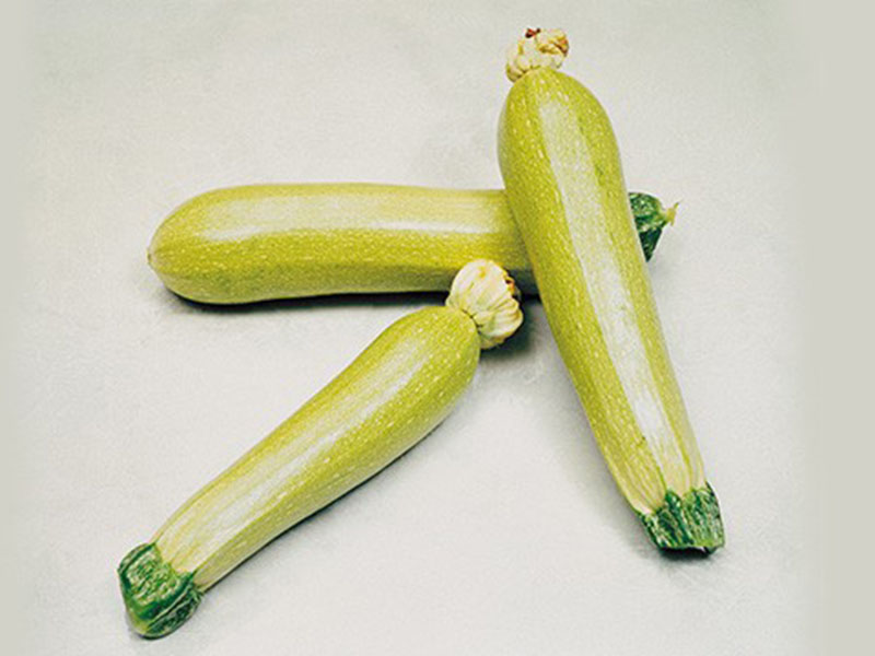 Tikvica Otto f1 500s syngenta