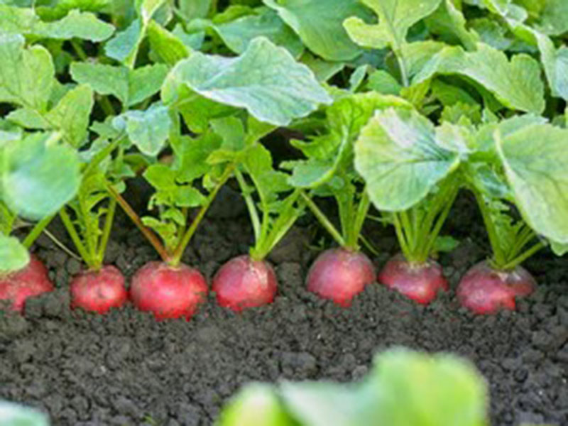 Rotkvica Cesar f1 10000s syngenta