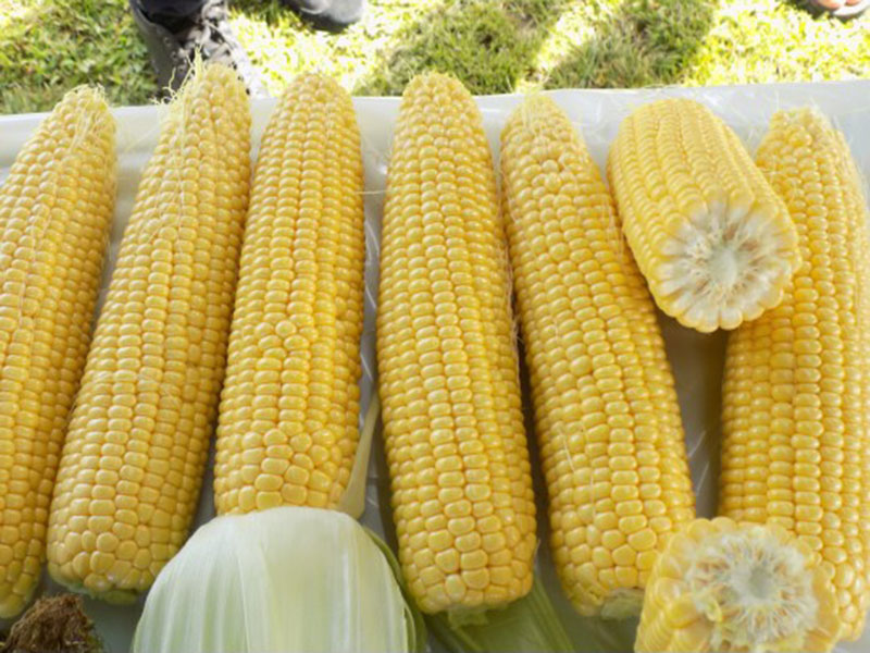 Kukuruz Secerac GSS8529 f1 5000s syng