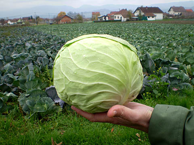 Kupus Pruktor cemes 2500s syngenta