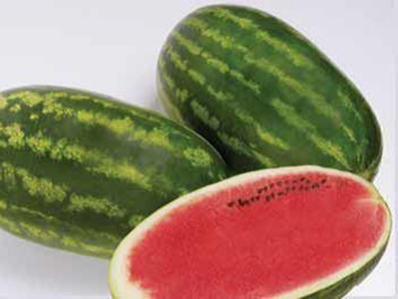 Lubenica Farao F1 - Slika 1