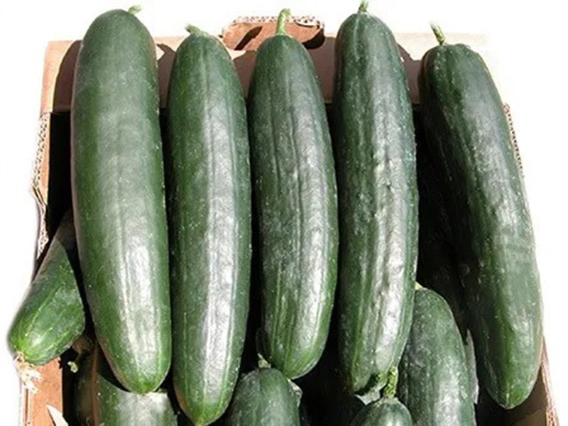 Krastavac Epsilon 500s syngenta