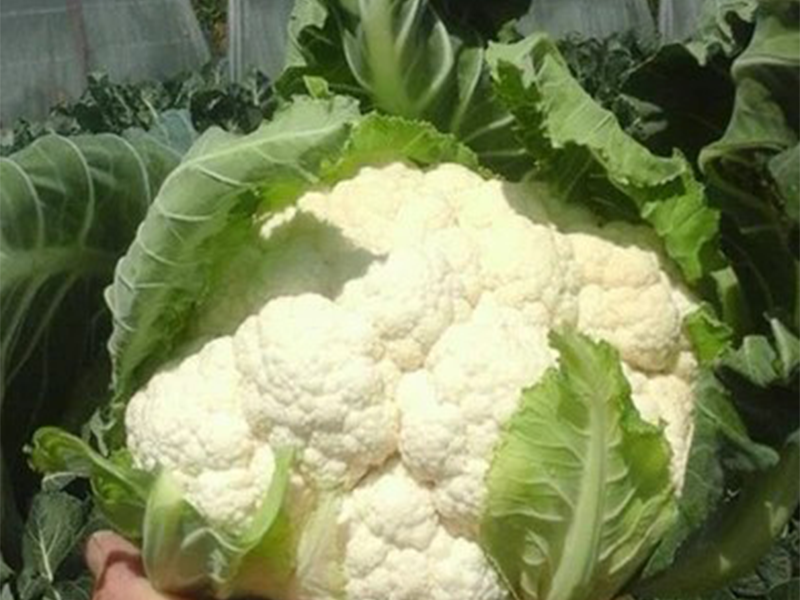 Karfiol Sigurd f1 2500s claus