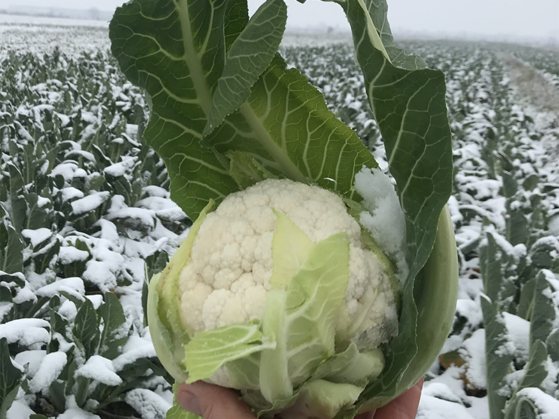 Karfiol Naruto f1 2500s claus