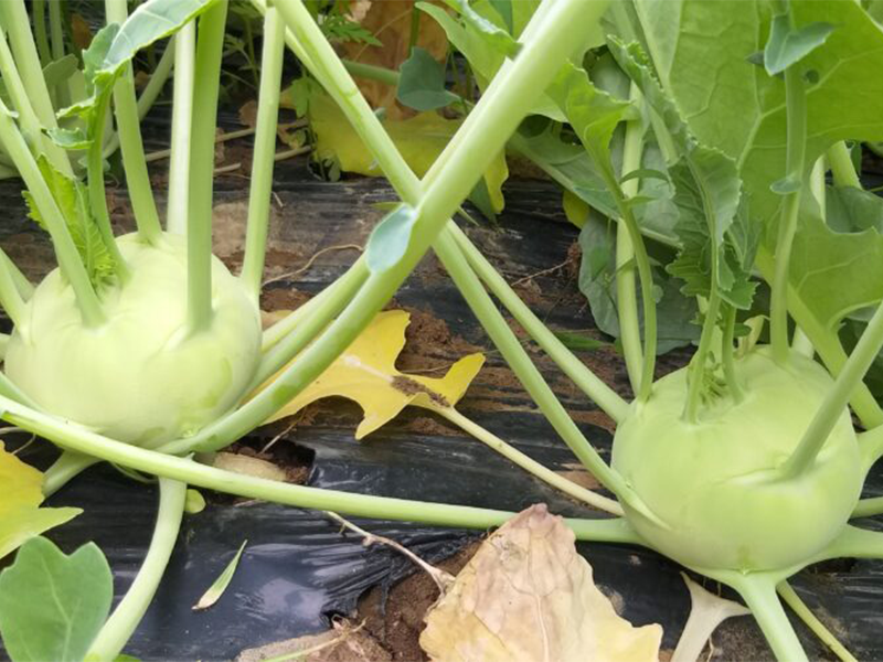 Keleraba Knight 04 F1 - Slika 1