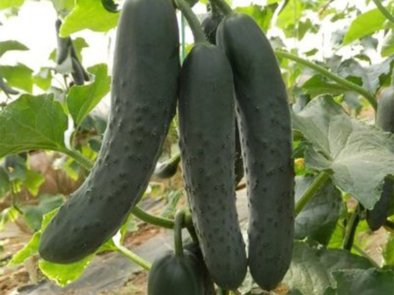 Krastavac Centauro f1 500s FS