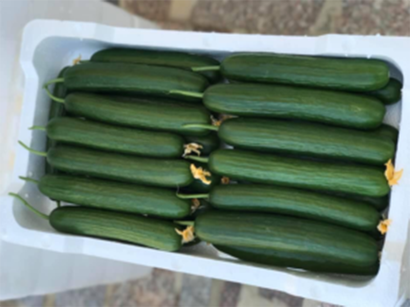 Krastavac Ballistic F1 - salatar - Slika 1