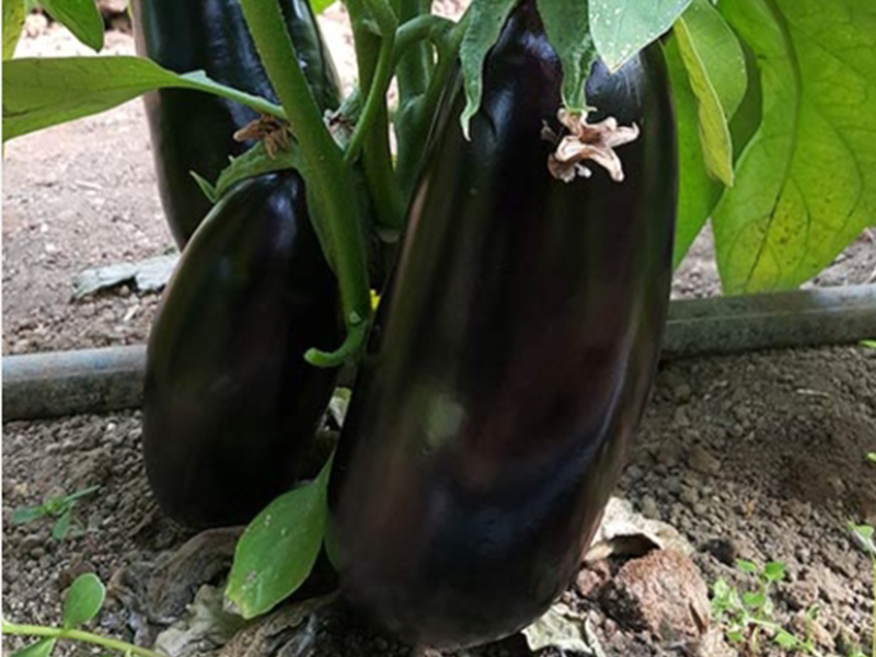 Plavi patlidzan Classic F1 - Slika 1