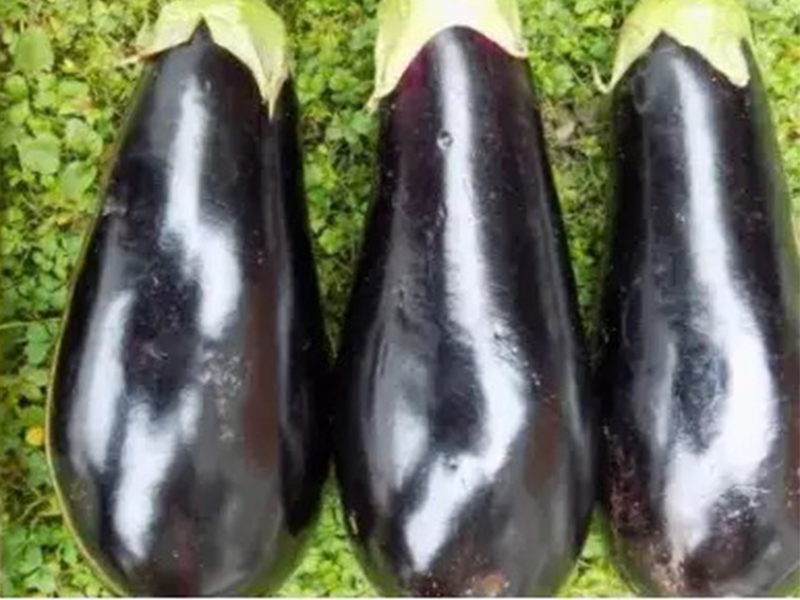 Plavi patlidzan Onyx F1 - Slika 1