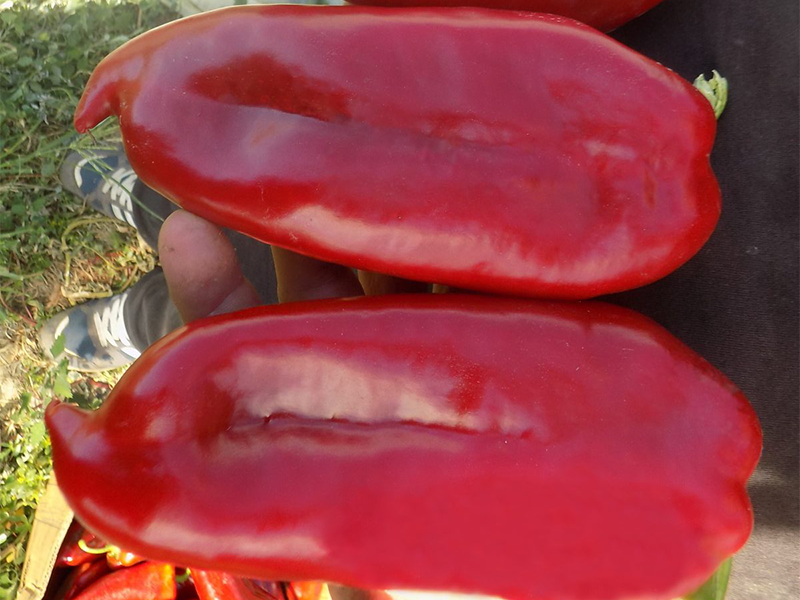 Paprika KG 2025 f1 500s konus gloria