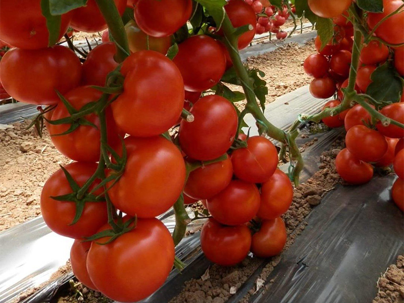 Paradajz Runner f1 250s fito semeniti