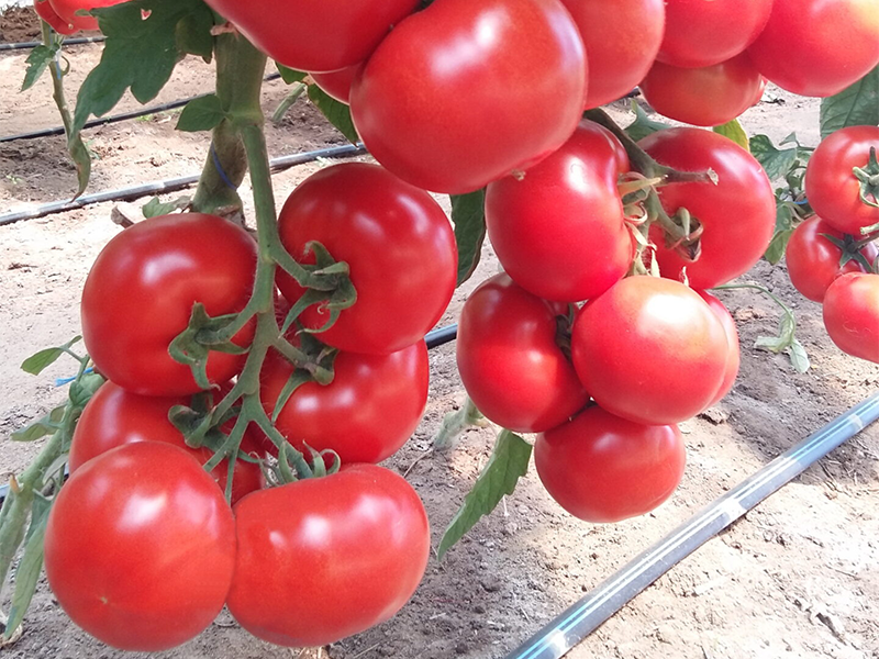 Paradajz Motril F1 - visoki - Slika 1