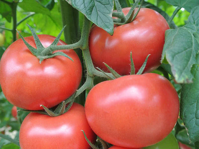 Paradajz Cristal f1 5g claus