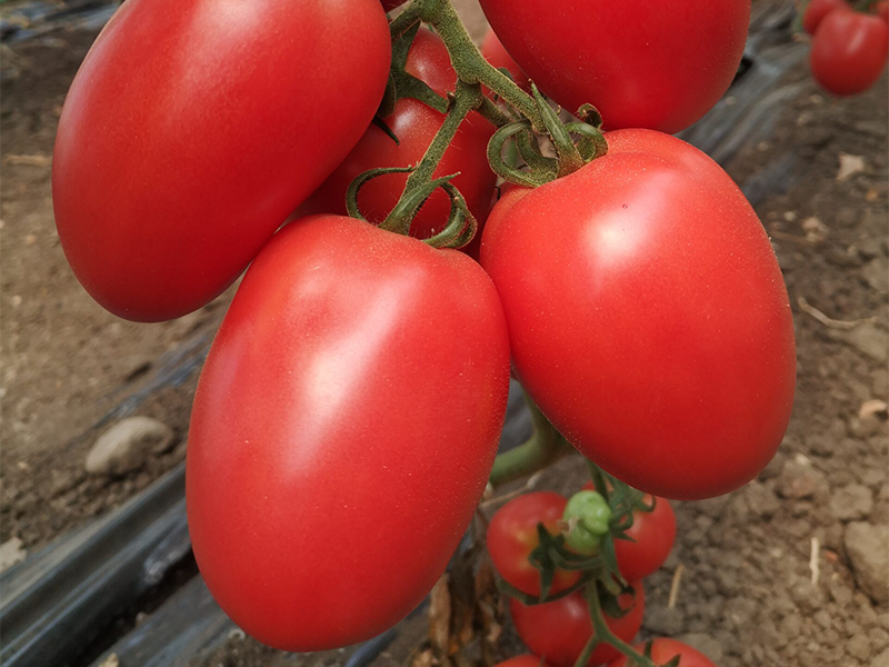 Paradajz Kongo F1 - visoki - Slika 1