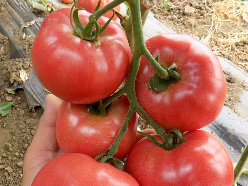 Paradajz Pink heart F1 - visoki - Slika 1