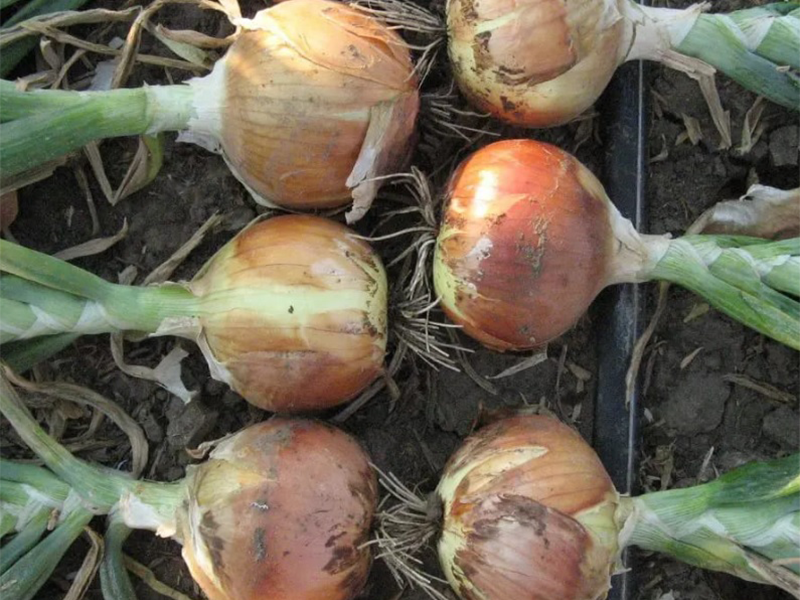 Luk Meranto F1 - seme - Slika 1