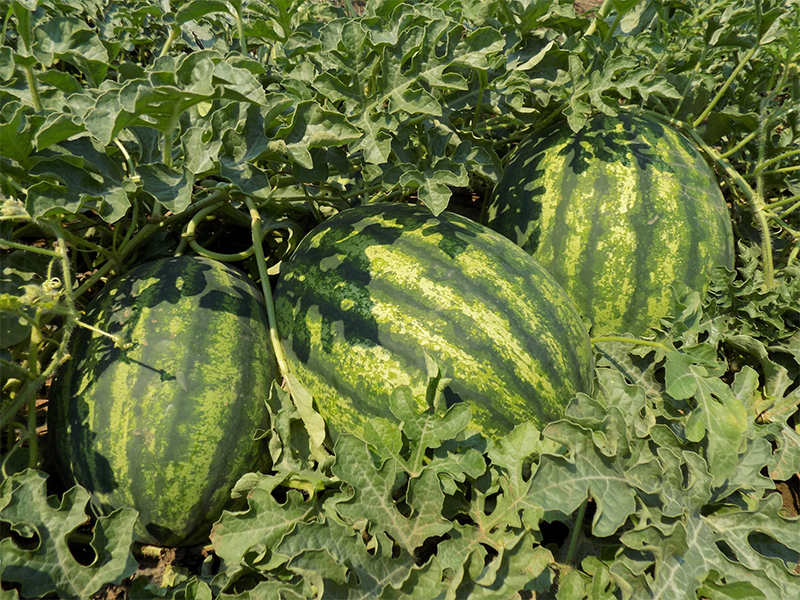 Lubenica Red secret F1 - Slika 1