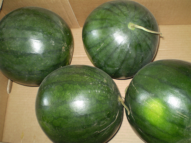 Lubenica Dark Star f1 1000s KN SEED