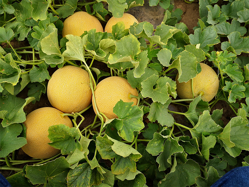 Dinja Markko f1 1000s claus