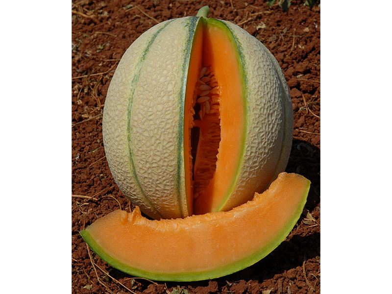 Dinja Akiles F1 - italian netted - Slika 1