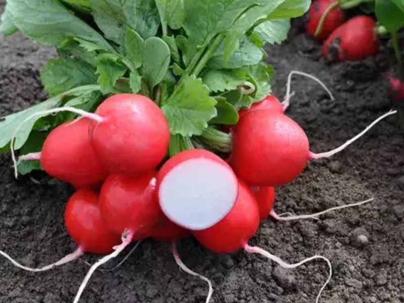 Rotkvica Laurella F1 - okrugla - Slika 1