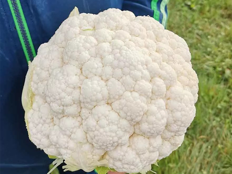 Karfiol Bianca f1 1000s nongwo bio