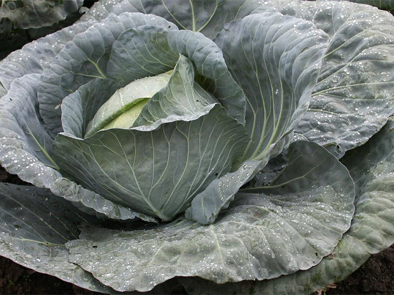 Kupus Bravo 10000s claus