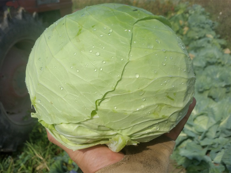 Kupus Potomak 10000s claus