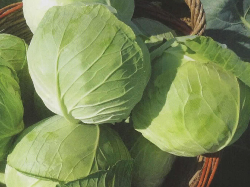 Kupus Gaja  2500s nongwo bio