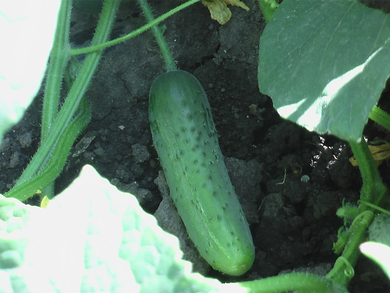 Kornison Regal 10g claus