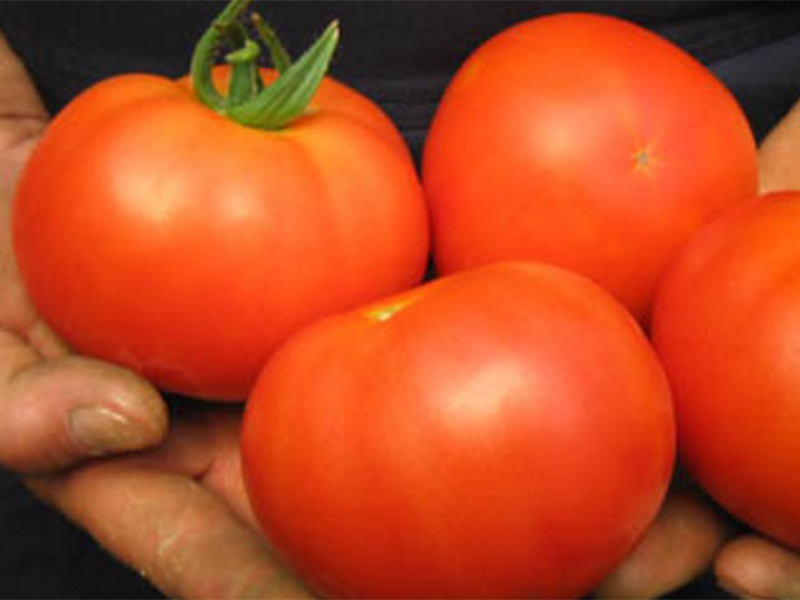 Paradajz Hector 1000s claus