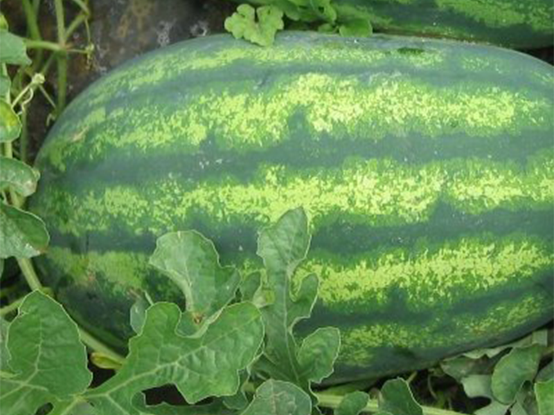 Lubenica Fantasy f1 50g KN SEED