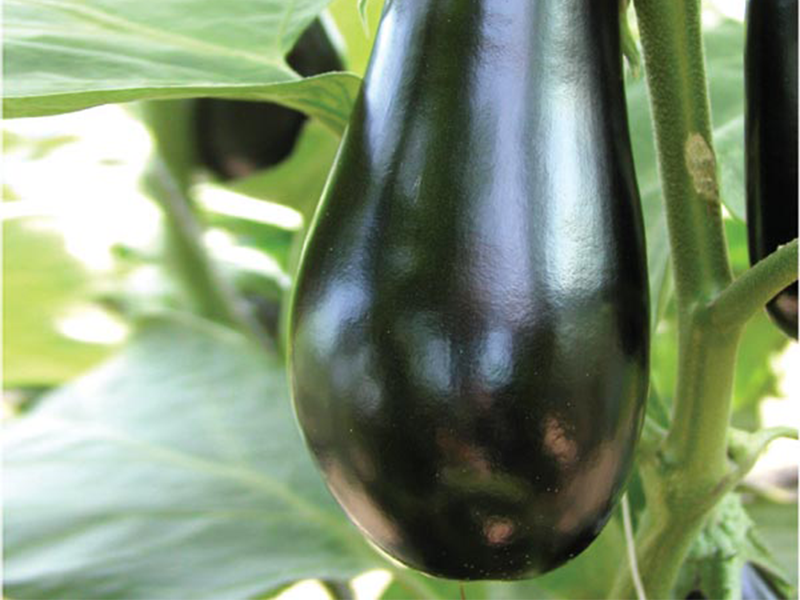 Plavi Patlidzan Epic f1 500s semenis