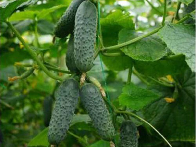 Kornison SV 4097 CV F1 - Slika 1