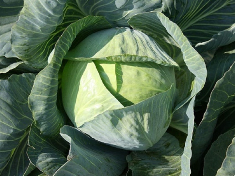 Kupus Bucharest 5000s semenis