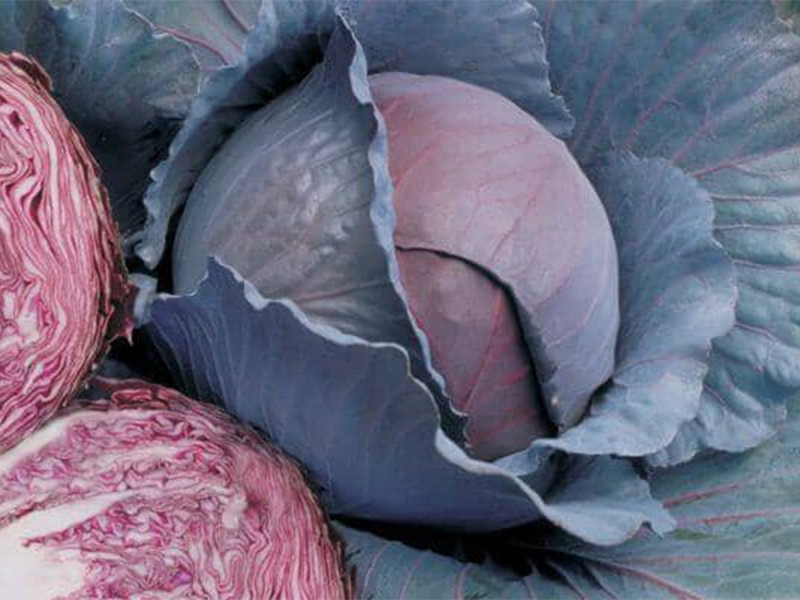 Kupus Red Dinasty 1000s semenis