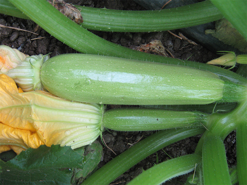 Tikvica Scilly F1 - Slika 1