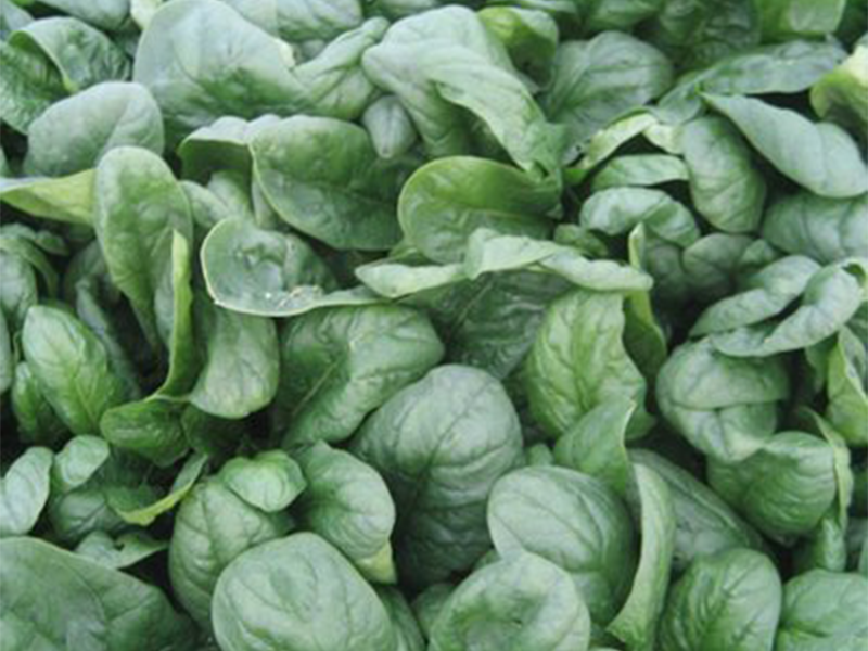 Spanac SV 1714 VC 100000s