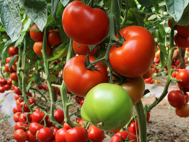 Paradajz Matissimo F1 - visoki - Slika 1