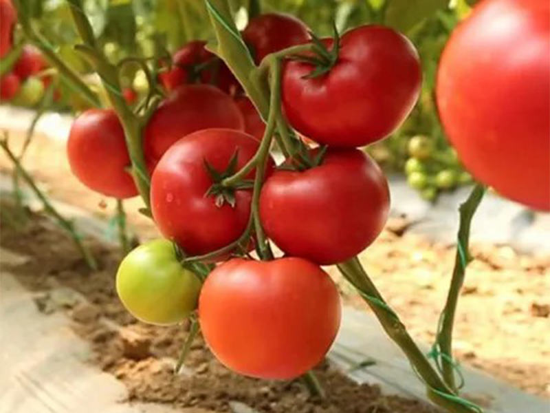 Paradajz Pink ID F1 - visoki - Slika 1