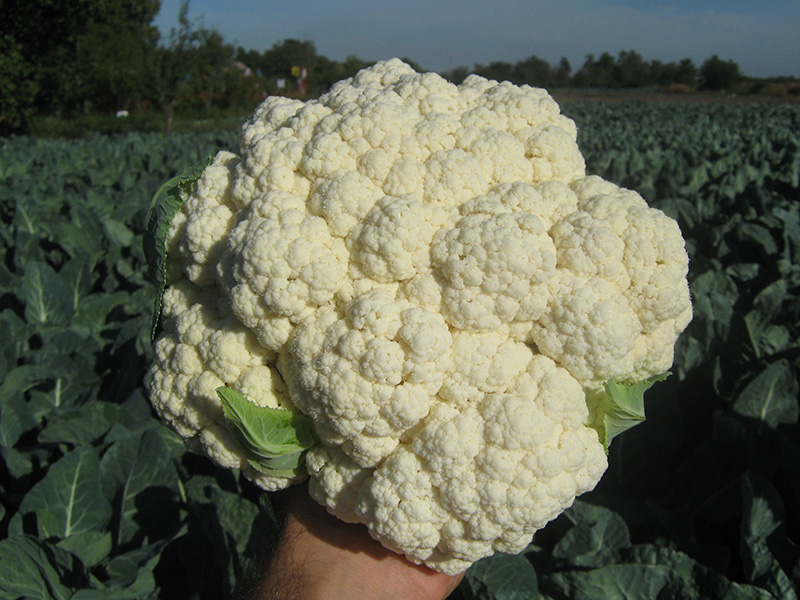 Karfiol Freedom F1 - Slika 1