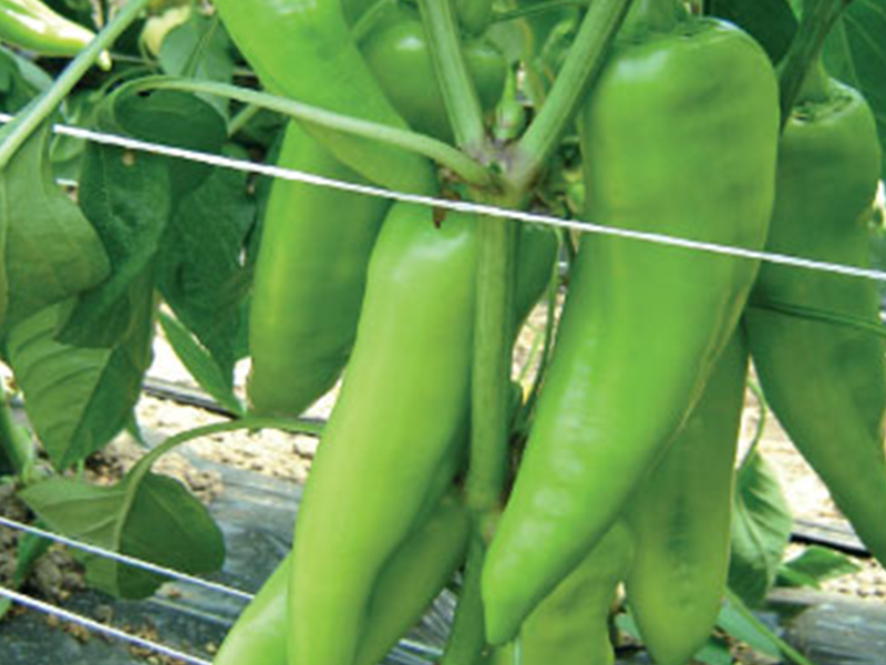 Paprika Orea f1 500s UG