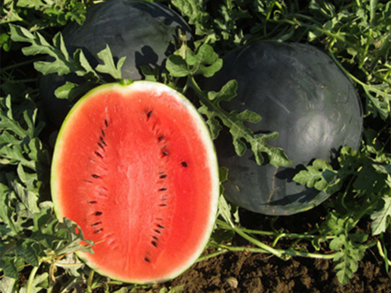 Lubenica Magia Negra f1 1000s UG